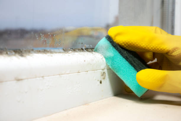 Best Mold Damage Repair  in Spring Lake Heights, NJ