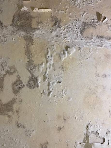Best Emergency Mold Removal  in Spring Lake Heights, NJ