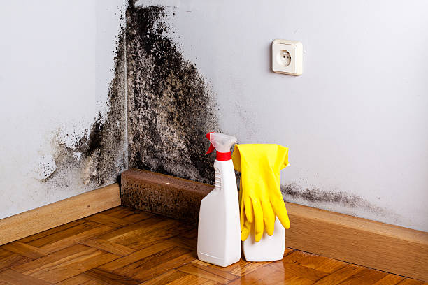 Best Professional Mold Removal  in Spring Lake Heights, NJ