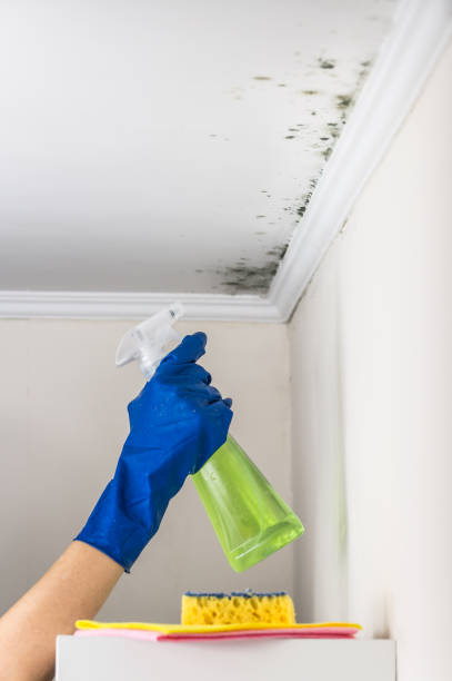 Best Commercial Mold Removal  in Spring Lake Heights, NJ